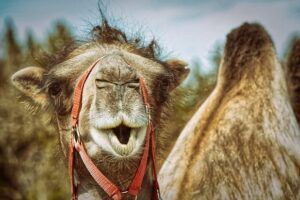 Test de cuántos camellos valgo que hará reír hasta a tu abuela